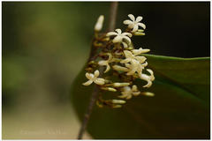 Toxocarpus kleinii